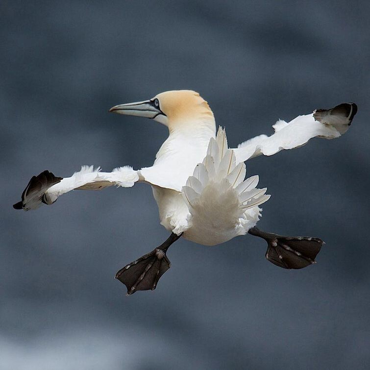 Wildlife Photography Awards 2015 - фотоконкурс самых смешных фотографий из мира животных