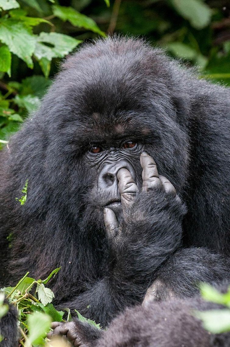 Wildlife Photography Awards 2015 - фотоконкурс самых смешных фотографий из мира животных