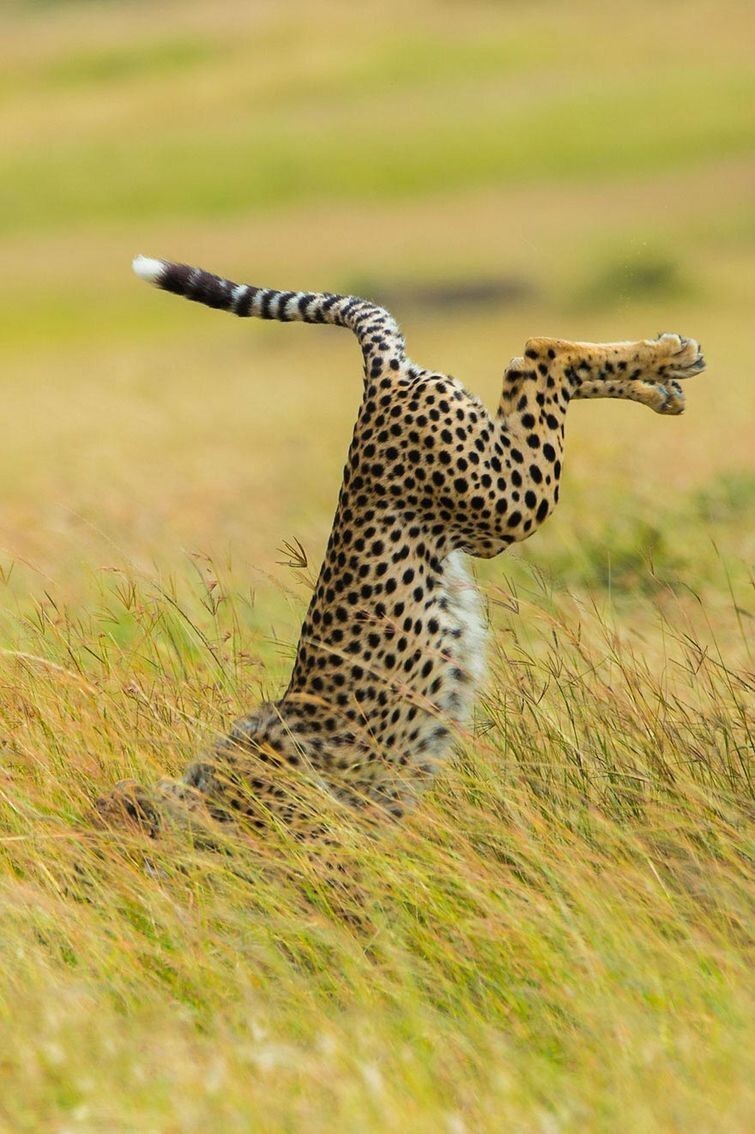 Wildlife Photography Awards 2015 - фотоконкурс самых смешных фотографий из мира животных