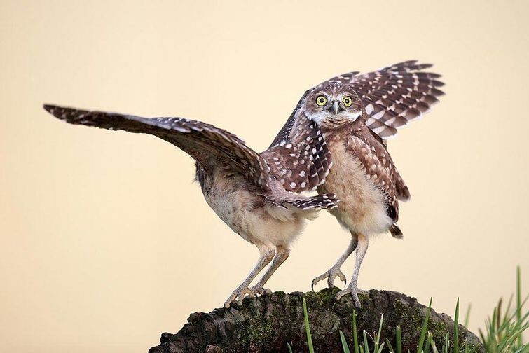 Wildlife Photography Awards 2015 - фотоконкурс самых смешных фотографий из мира животных