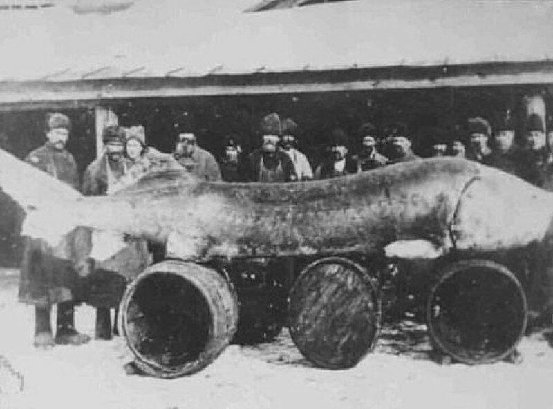 Поймали такую рыбу в Казани в 1921 году.весом в 965 кг.