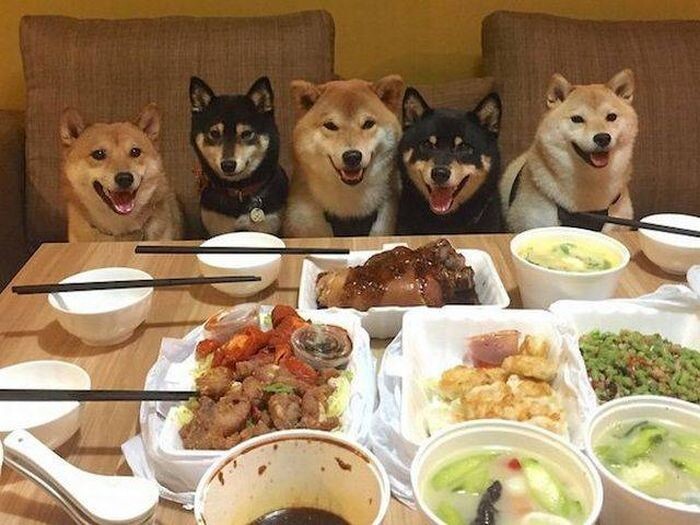 Собаки за столом