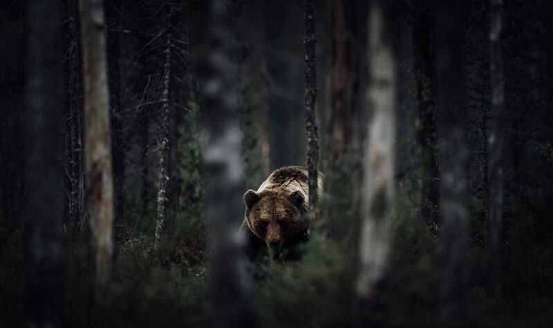 Медведь как символ для русского. ч.2