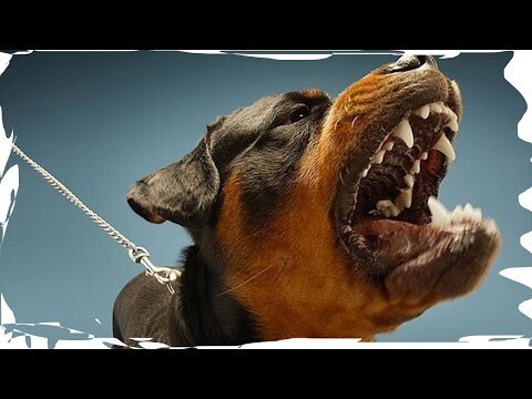 ТОП - 9 самых опасных пород собак в мире!! 