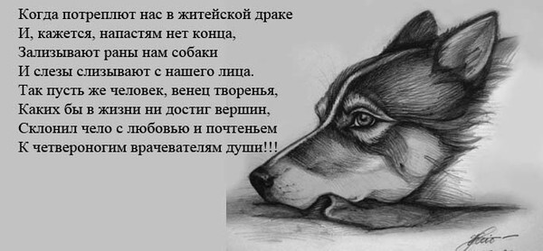 Доказательство того, что собаки любят вас независимо от того, сколько у вас денег