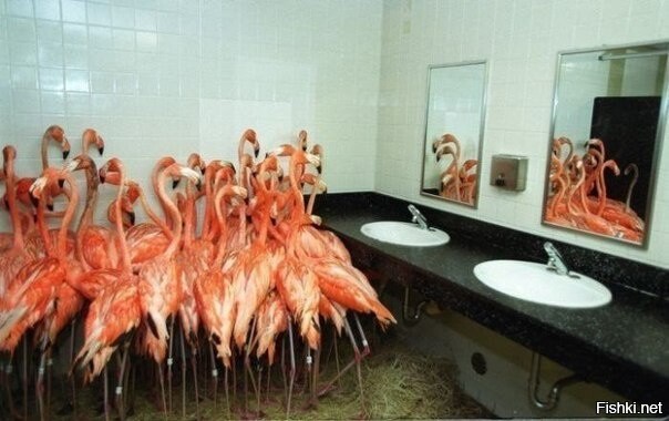 Фламинго укрываются от урагана в ванной зоопарка