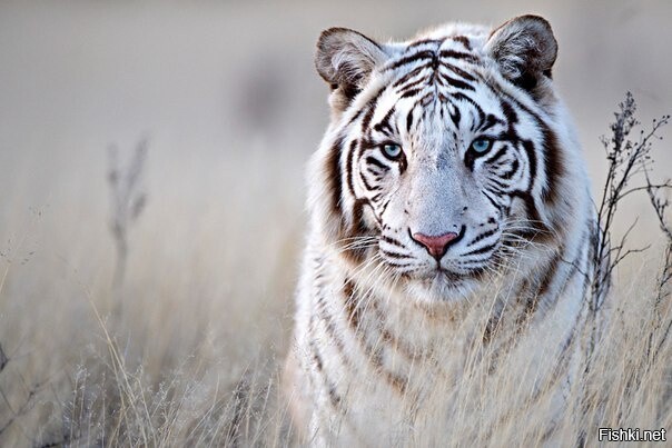 Большинство тигров имеют жёлтые глаза, но белые тигры — голубоглазые, в связи...