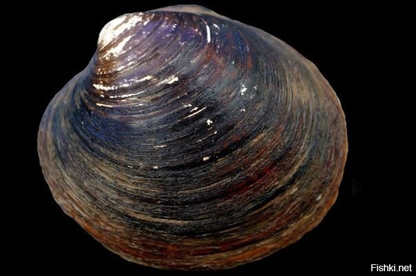 Самому известному в мире долгожителю, моллюску, было 507 лет, когда учёные уб...