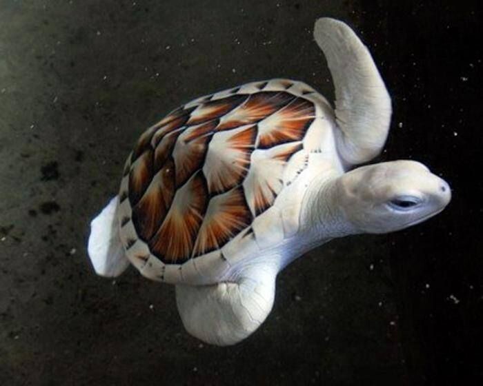 1. Морская черепаха-альбинос