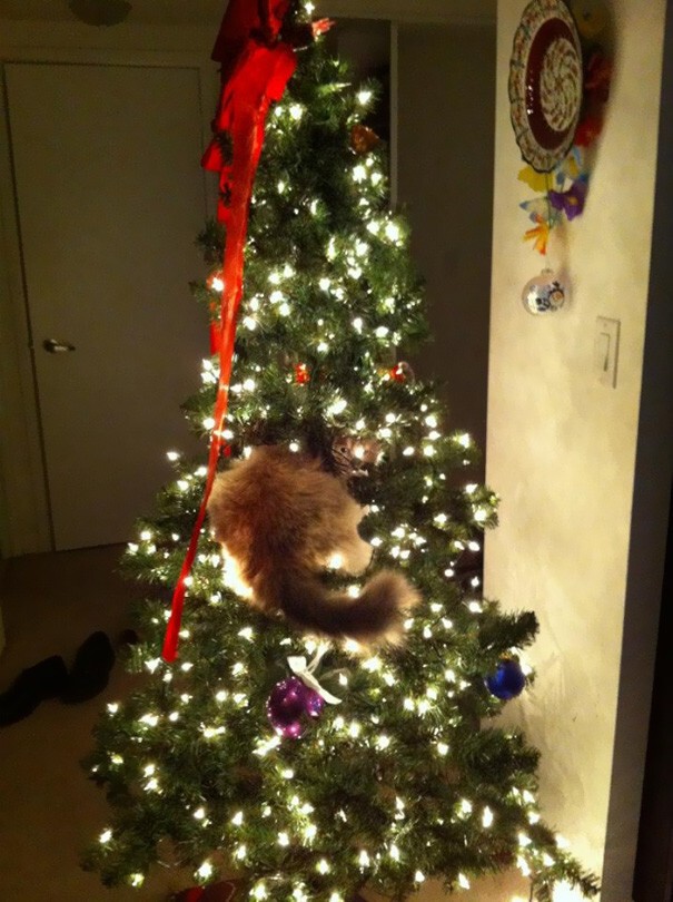Котейки, которые помогают наряжать елку и делают Новый год незабываемым