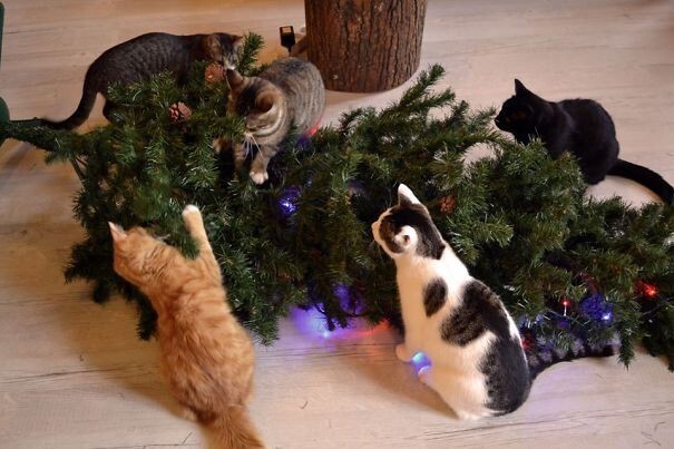 Котейки, которые помогают наряжать елку и делают Новый год незабываемым