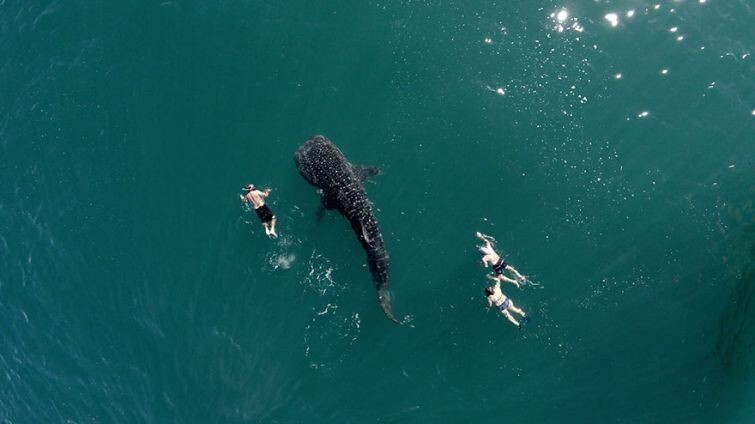 Китовая акула и туристы