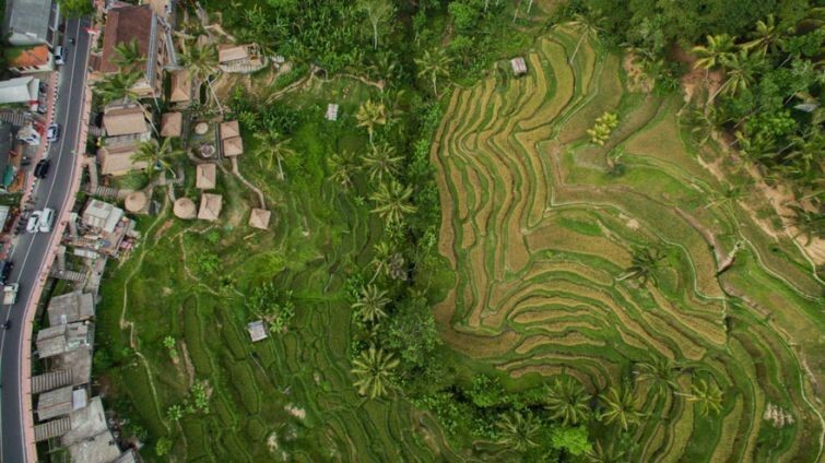 Рисовые террасы, Бали