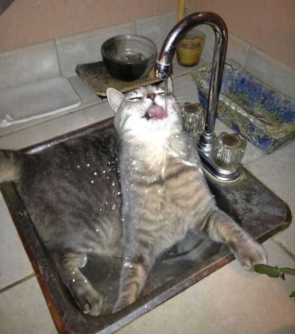 "Сломанные" коты, которые обожают воду