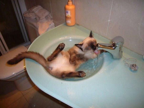 "Сломанные" коты, которые обожают воду
