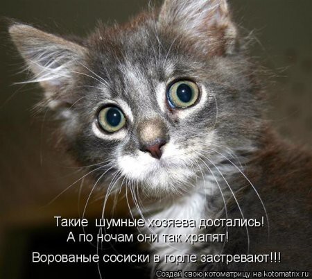 О чем думают коты? Знают только они...