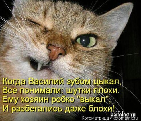 О чем думают коты? Знают только они...