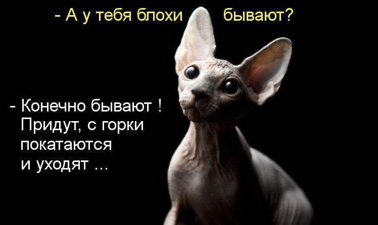 О чем думают коты? Знают только они...