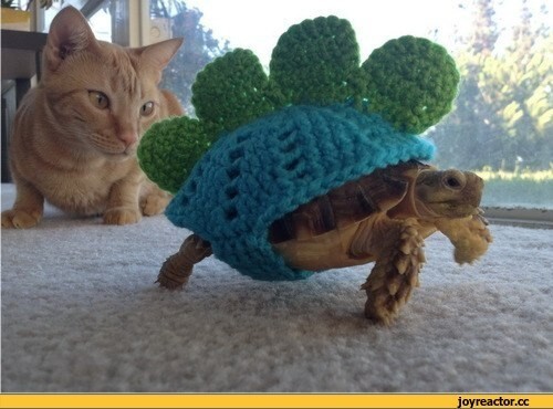 Черепахи и коты друзья или соперники? 