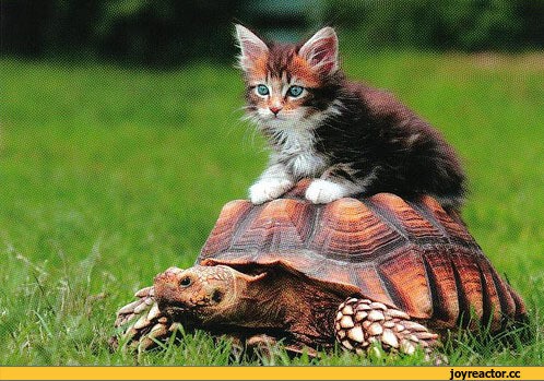 Черепахи и коты друзья или соперники? 