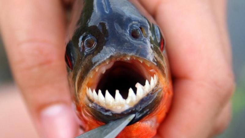 Самые ужасные, уродливые рыбы 