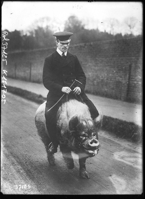 Мужчина катается верхом на свинье по территории Вингфилдского зверинца. Англия, 1900 г.