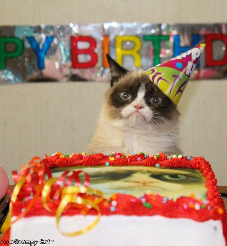 День рождения самого грустного кота в мире