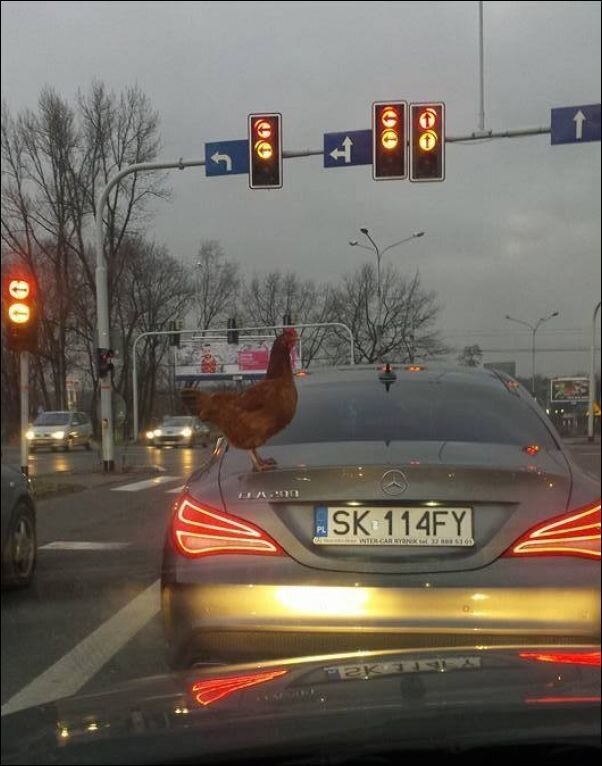 Курица на машине