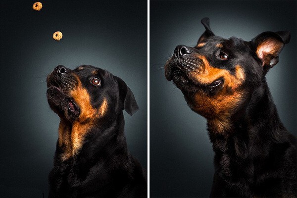 Фотопроект "Голодная собака"