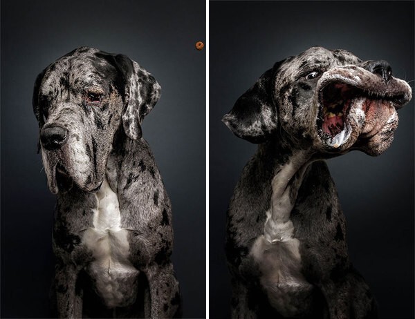 Фотопроект "Голодная собака"
