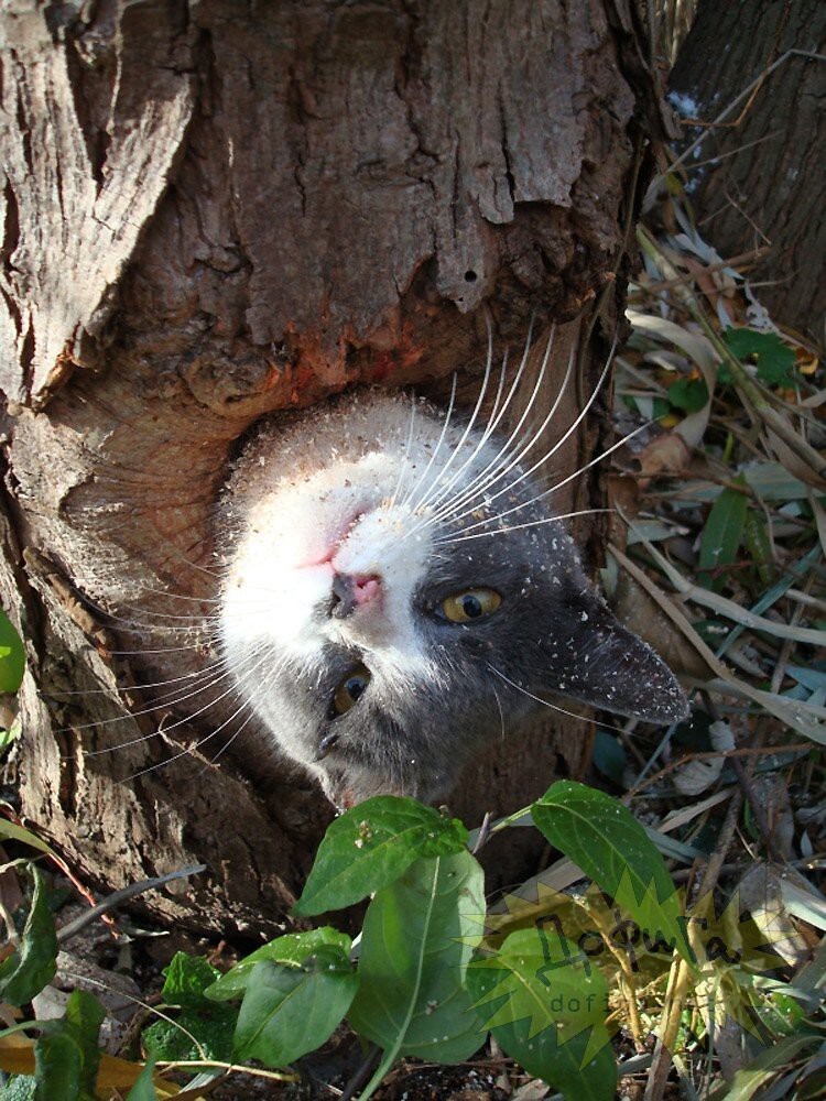 Коты в неловки ситуациях 