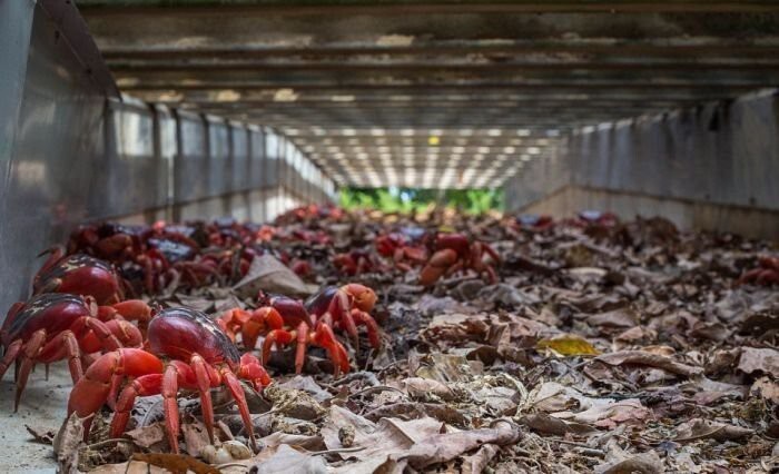 Миграция миллионов красных крабов на острове Рождества