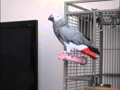 Говорящий попугай 