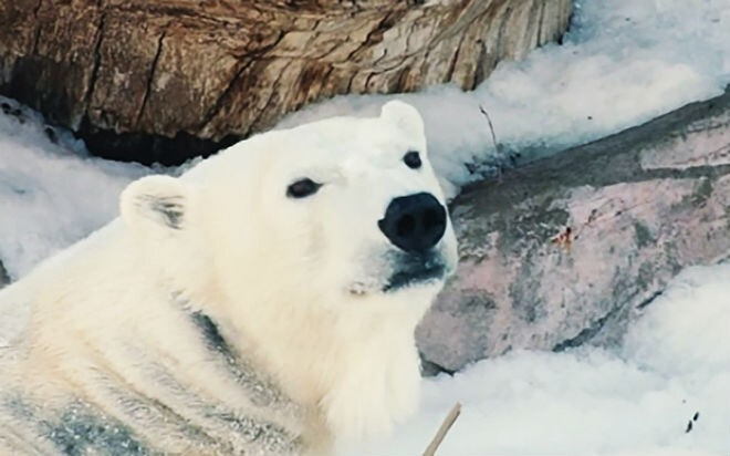 Белых медведей из зоопарка Сан-Диего осчастливили тоннами снега