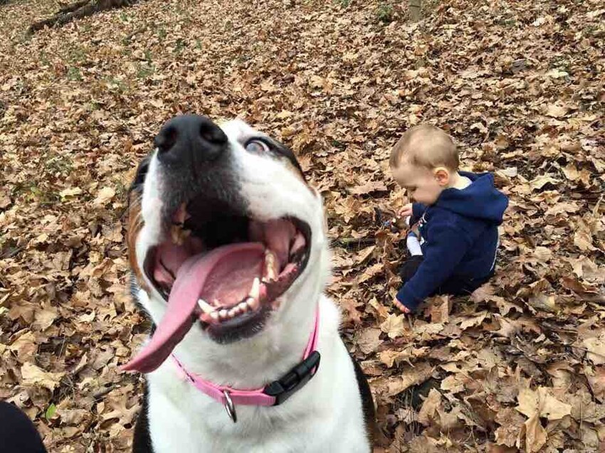 Прогулка с малышом и псом
