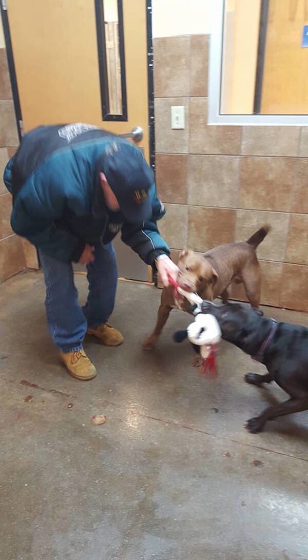 Содержать собак вызвались волонтеры из государственного центра помощи животным