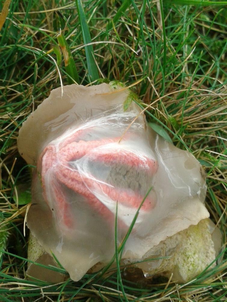 Пальцы дьявола - по-настоящему жуткий гриб, буквально вылупляющийся из инопланетного яйца