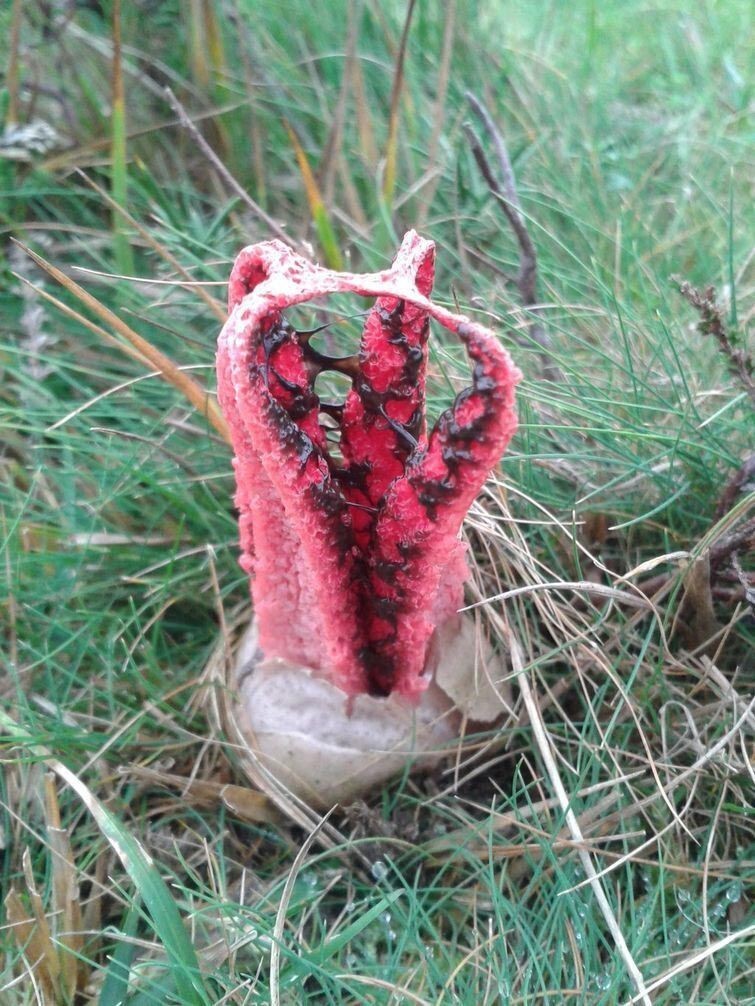 Пальцы дьявола - по-настоящему жуткий гриб, буквально вылупляющийся из инопланетного яйца