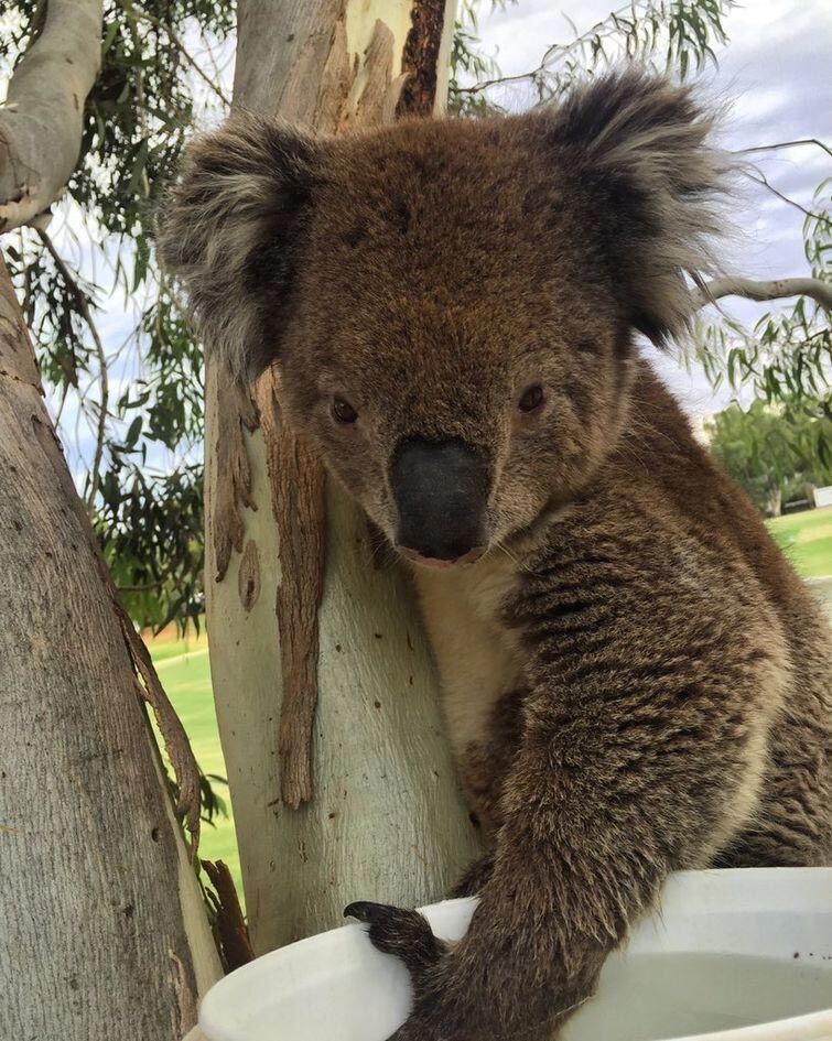 Австралийцы поят и поливают коал водой, чтобы помочь им пережить рождественскую жару