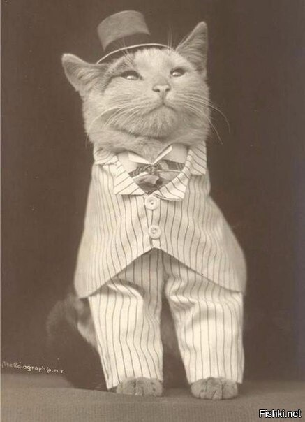 Мистер кот, 1900 год