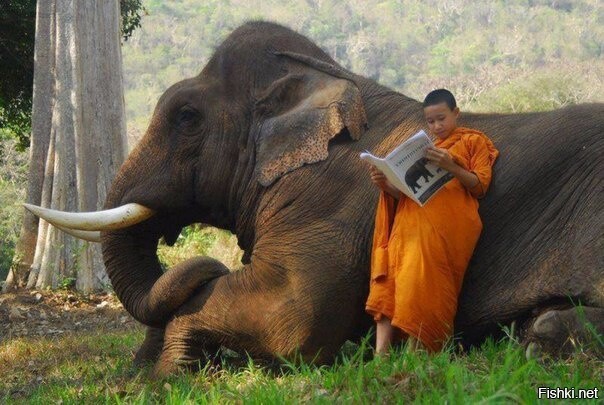 Инструкцию к слону изучает 