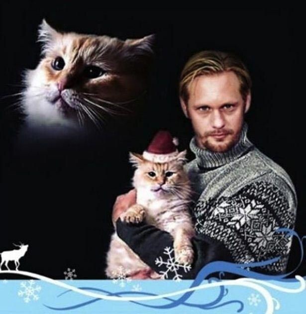  С Рождеством от его кошачьего Величества