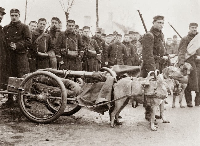 Во время Первой мировой войны бельгийские военные использовали собак для перевозки пушек, 1914