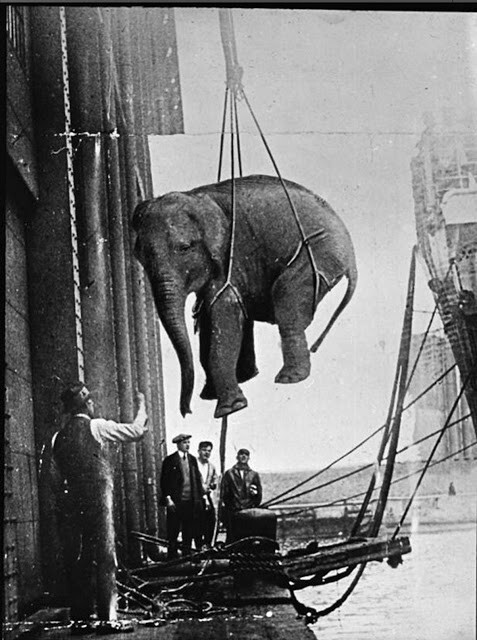 Перевозка слона
