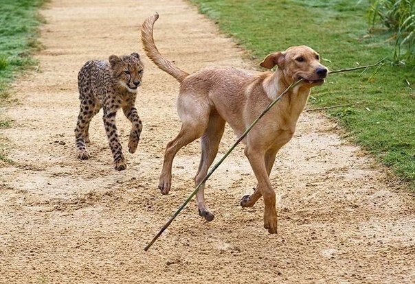 Друзья - собаки и гепарды