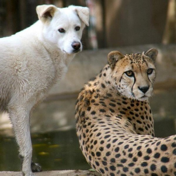 Друзья - собаки и гепарды