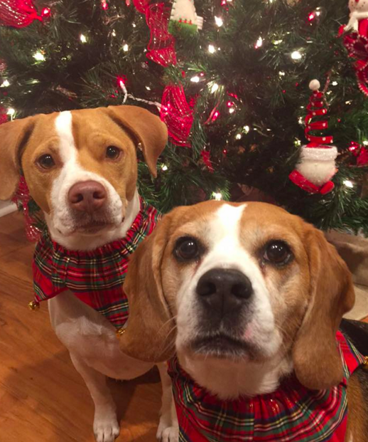 Американская пара сделала фото своих собак за рождественским столом