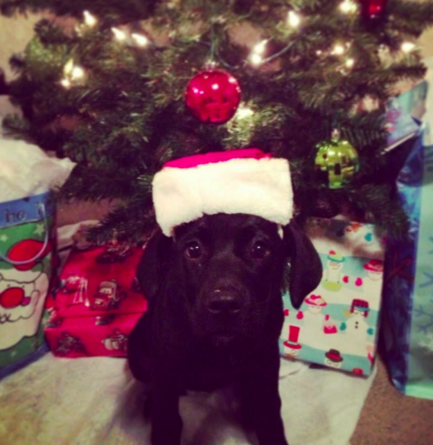 Вскоре фото рождественского стола распространилось по Интернету, и другие пользователи тоже стали выкладывать в сеть праздничные фотографии собак.