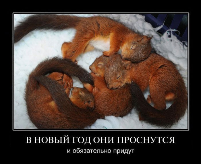 Демотиваторы новогодние