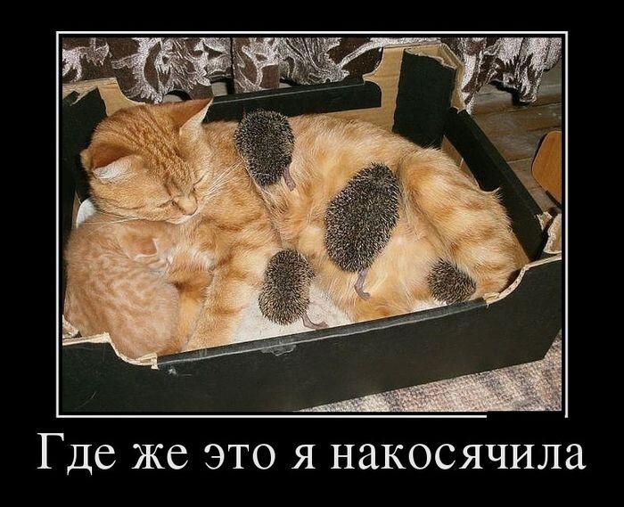 Демотиваторы новогодние